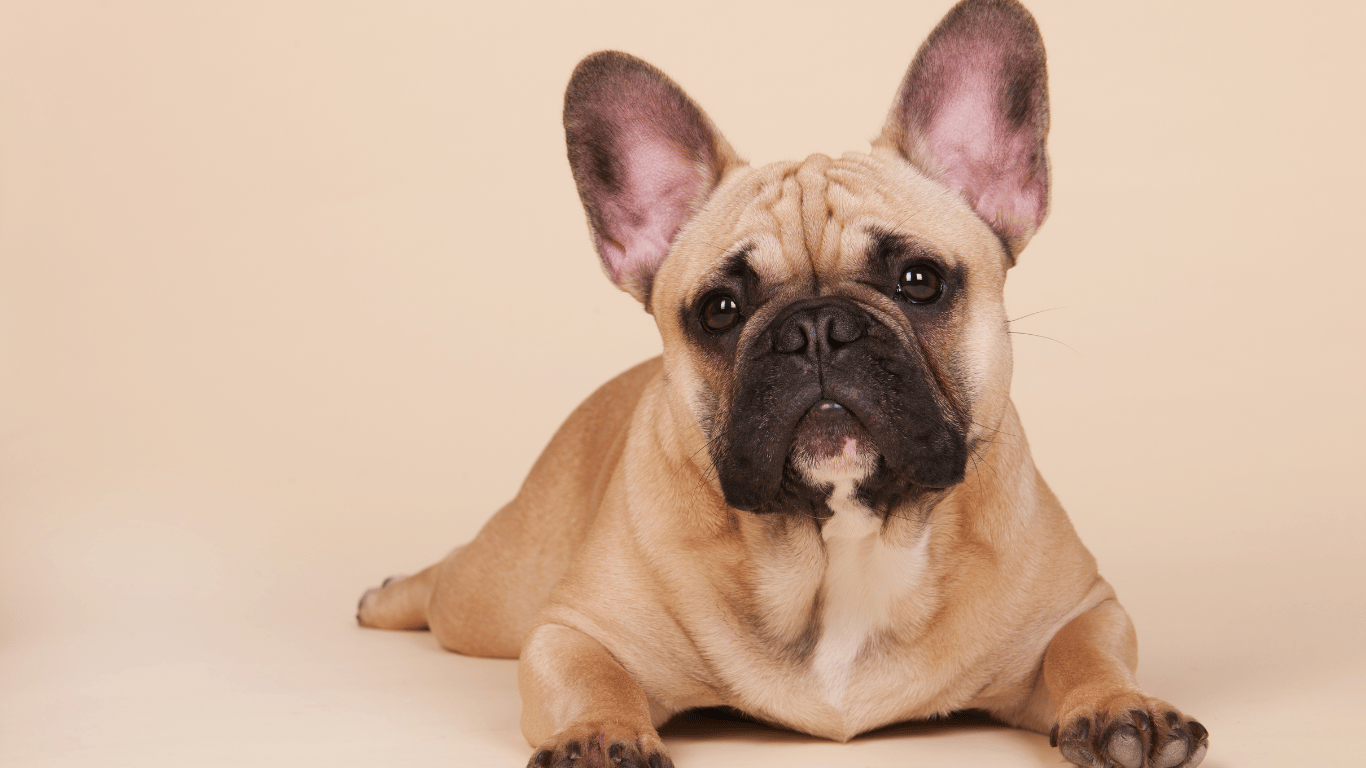 FranzösischeBulldogge1