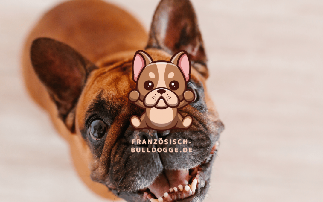 Gesundheit und Wohlbefinden: Häufige Gesundheitsprobleme bei der Französischen Bulldogge.Ein Überblick über häufige Gesundheitsprobleme, ihre Symptome und wie man sie behandelt oder vermeiden.