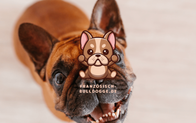 Gesundheit und Wohlbefinden: Häufige Gesundheitsprobleme bei der Französischen Bulldogge.Ein Überblick über häufige Gesundheitsprobleme, ihre Symptome und wie man sie behandelt oder vermeiden.