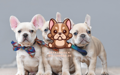 Die Französische Bulldogge und andere Haustiere: Tipps für ein harmonisches Zusammenleben. Wie man die Bulldogge an andere Haustiere gewöhnt und was man tun kann, um Konflikte zu vermeiden.