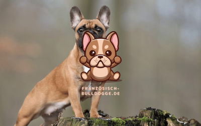 Die Französische Bulldogge im Alter: Pflege und Besonderheiten. Wie man älteren Bulldoggen ein komfortables und gesundes Leben ermöglicht und was man in Bezug auf Gesundheit und Pflege beachten sollte.