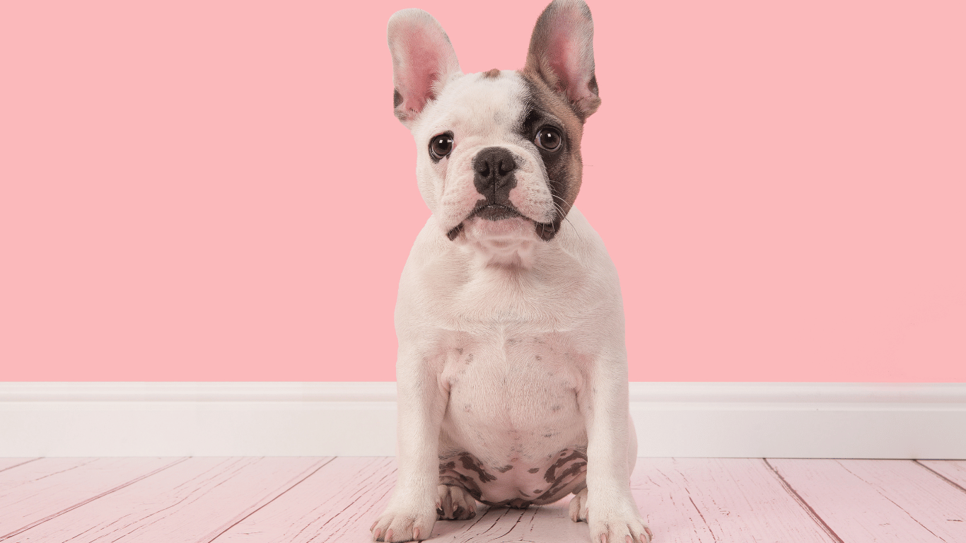 FranzösischeBulldogge3 Französische Bulldogge in verschiedenen Lebensphasen mit Fokus auf Pflege, Gesundheit und Wohlbefinden.