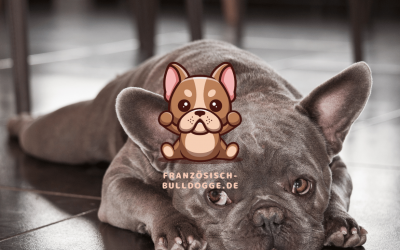 Züchter für Französische Bulldoggen: Wie man den Richtigen findet