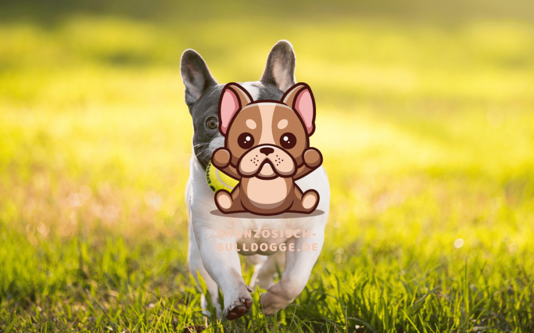 Die Französische Bulldogge: Ein Überblick und Einführung in die Rasse, ihre Geschichte und ihre Besonderheiten.
